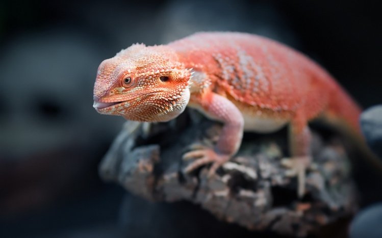 Bearded Dragon Theme screenshot #10