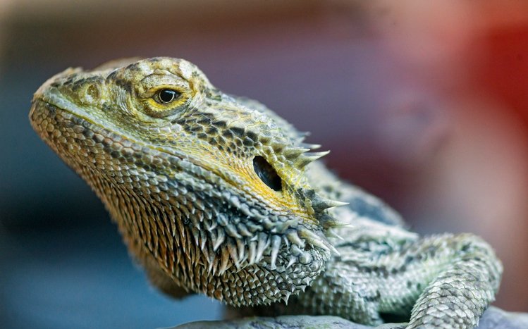 Bearded Dragon Theme screenshot #5