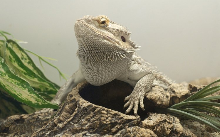 Bearded Dragon Theme screenshot #9