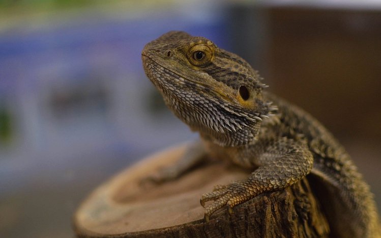 Bearded Dragon Theme screenshot #4