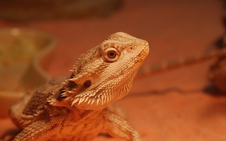 Bearded Dragon Theme screenshot #2