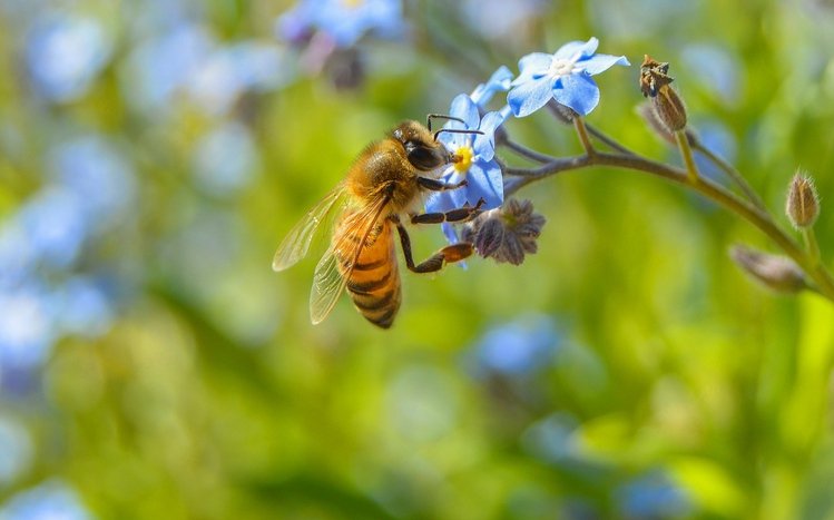 Bee Theme screenshot #9