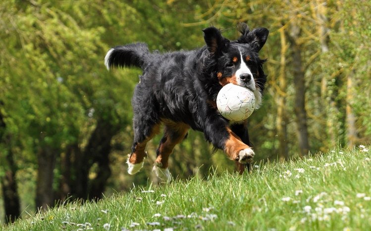 Bernese Mountain Theme screenshot #11