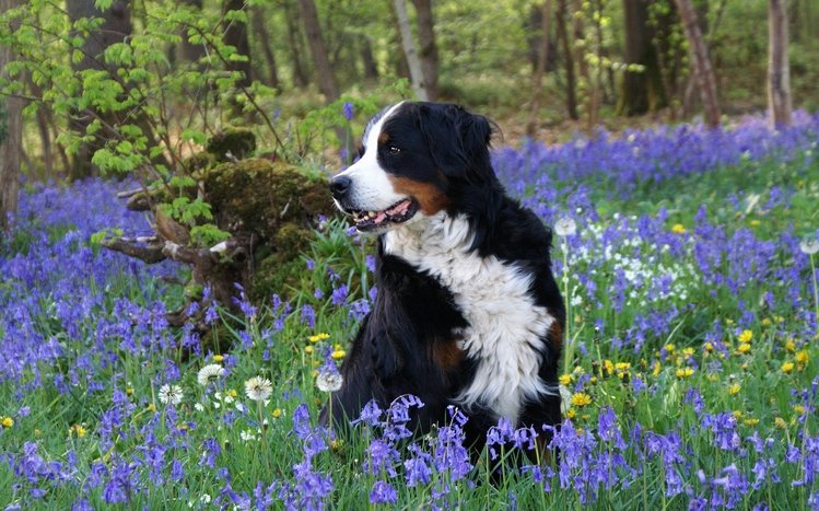 Bernese Mountain Theme screenshot #10