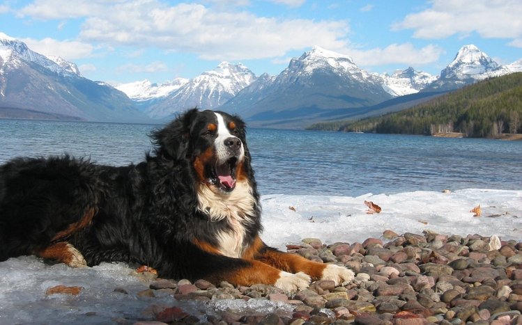 Bernese Mountain Theme screenshot #6