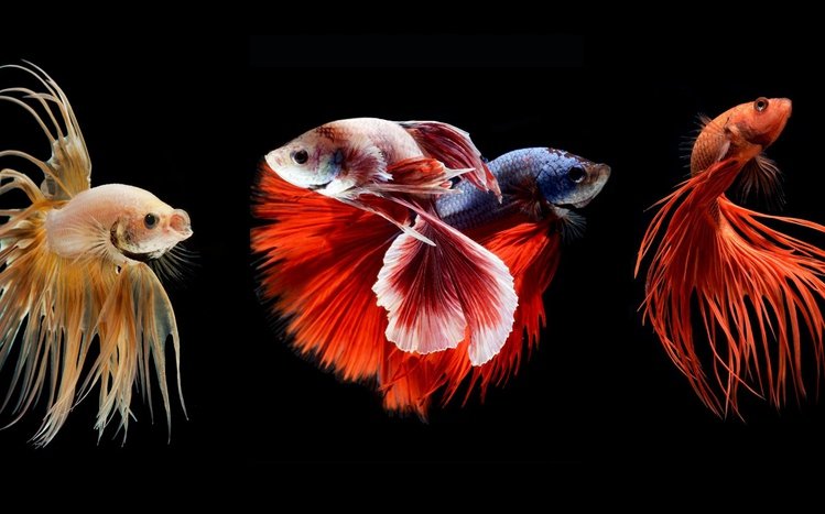 Betta Fish Theme screenshot #8
