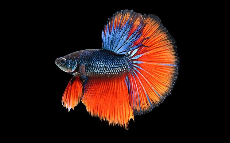 Betta Fish Theme screenshot #2