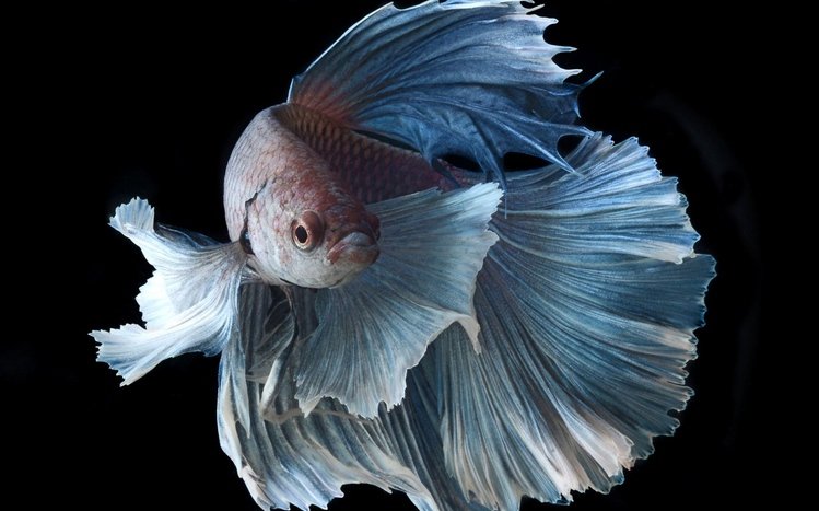 Betta Fish Theme screenshot #4