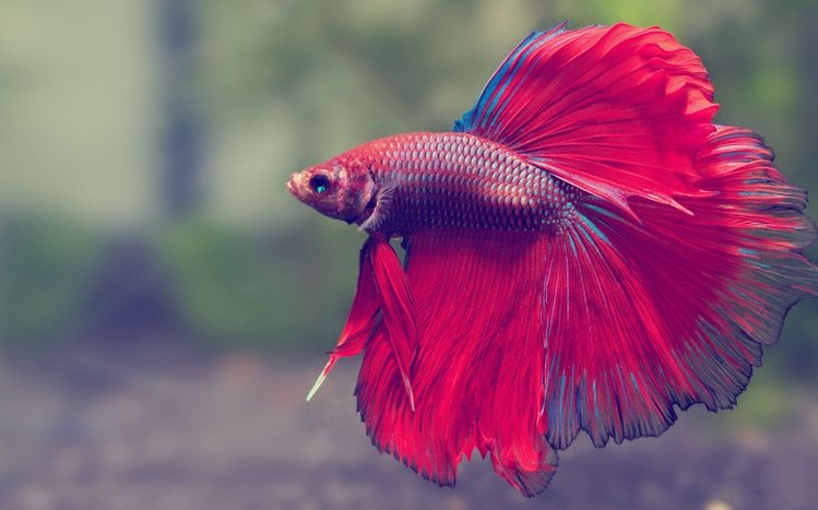 Betta Fish Theme screenshot #3