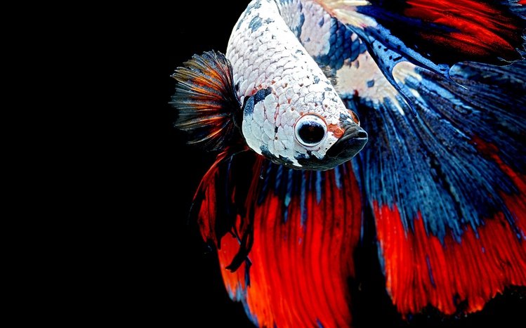 Betta Fish Theme screenshot #1