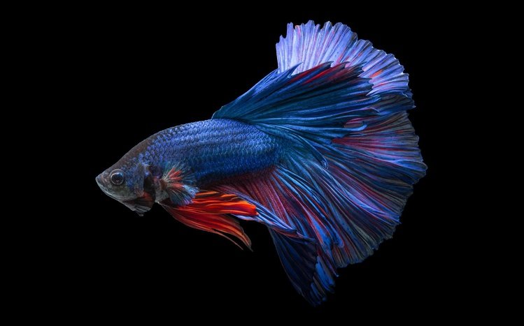 Betta Fish Theme screenshot #5