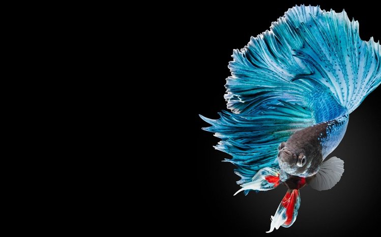 Betta Fish Theme screenshot #9