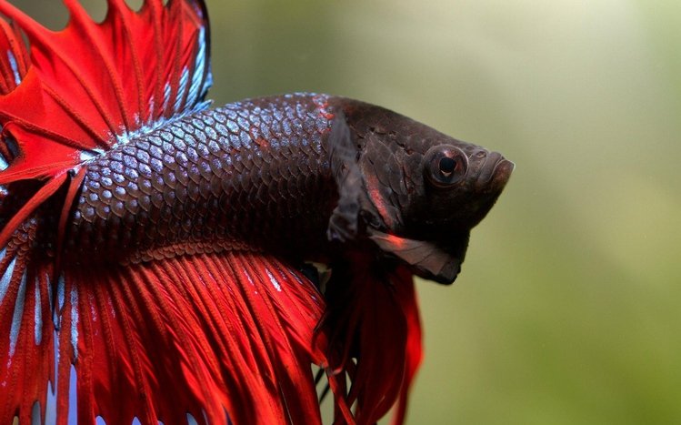 Betta Fish Theme screenshot #7