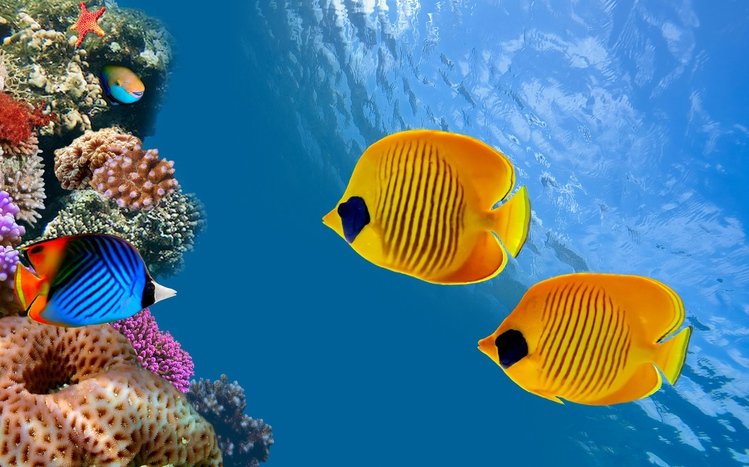 Butterflyfish Theme screenshot #4