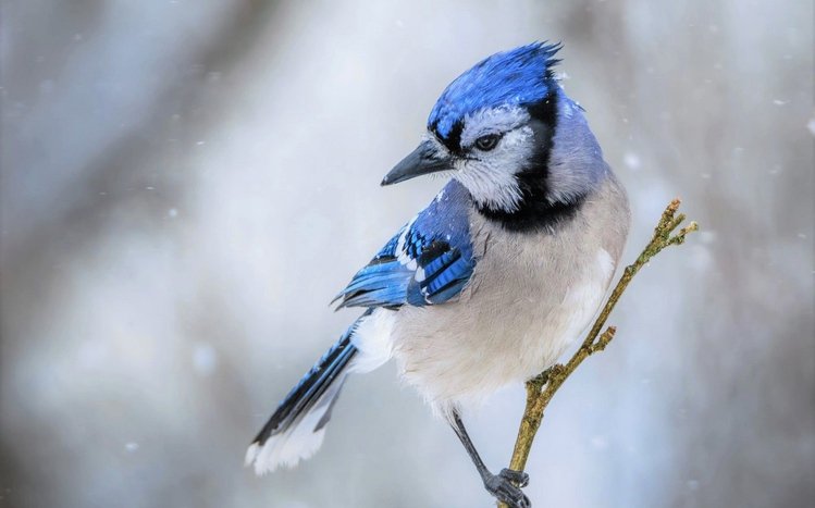 Blue Jay Theme screenshot #9