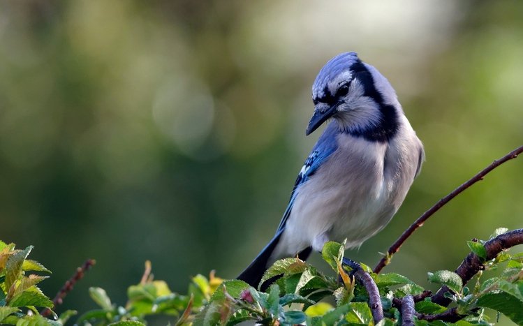 Blue Jay Theme screenshot #3