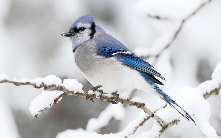 Blue Jay Theme screenshot #5