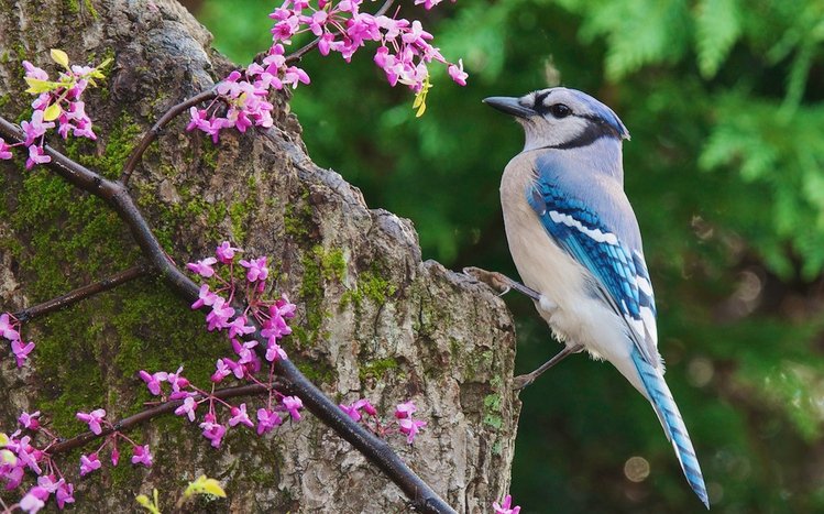 Blue Jay Theme screenshot #4