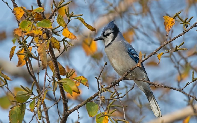 Blue Jay Theme screenshot #12