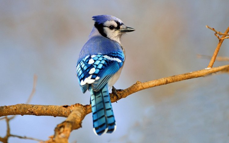 Blue Jay Theme screenshot #8