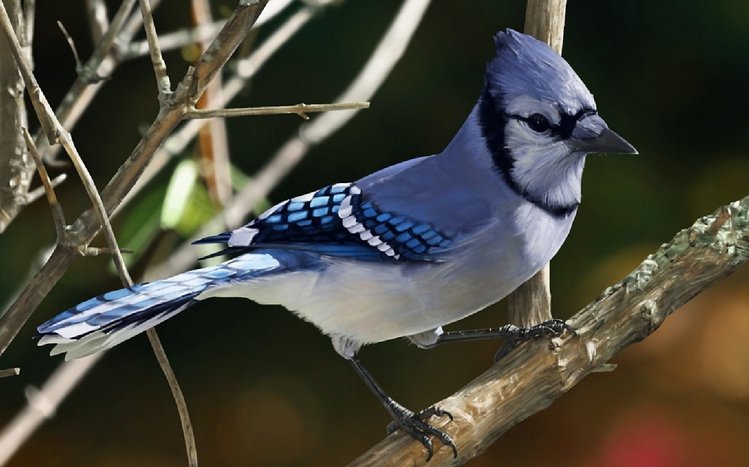 Blue Jay Theme screenshot #2