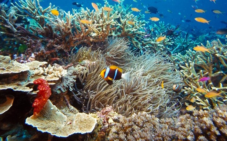 Tropical Fish Theme screenshot #4