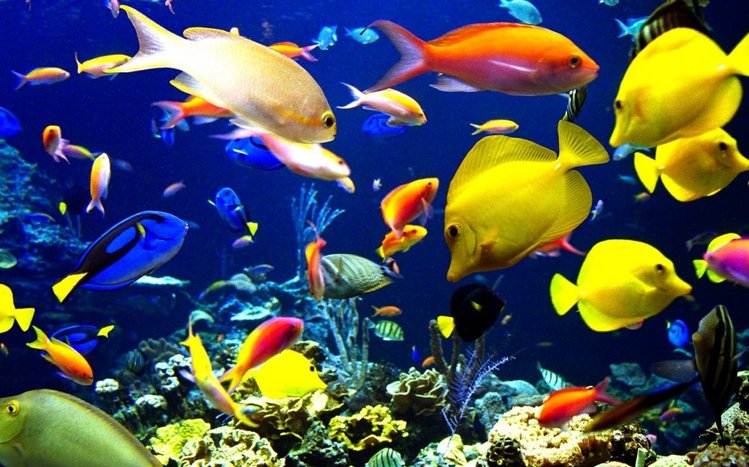 Tropical Fish Theme screenshot #7