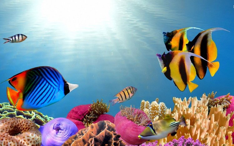 Tropical Fish Theme screenshot #9
