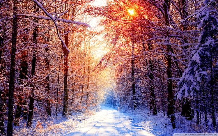 Snowy Day Theme screenshot #14