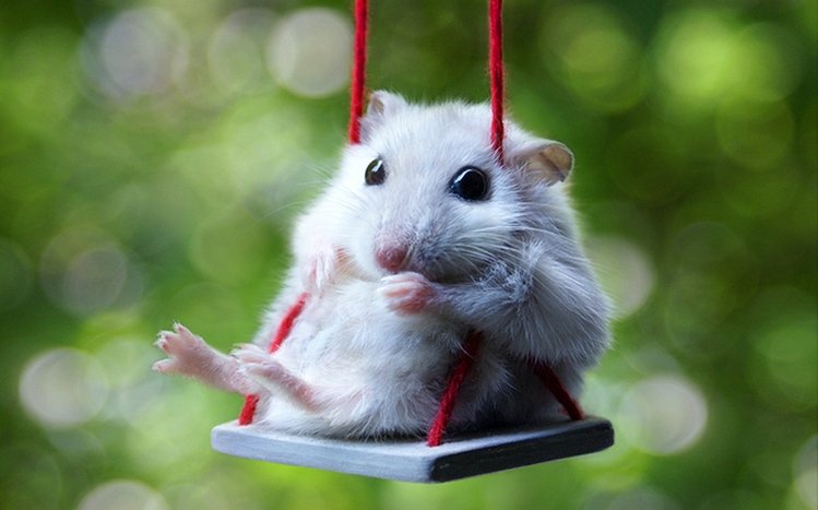 Hamster Theme screenshot #14