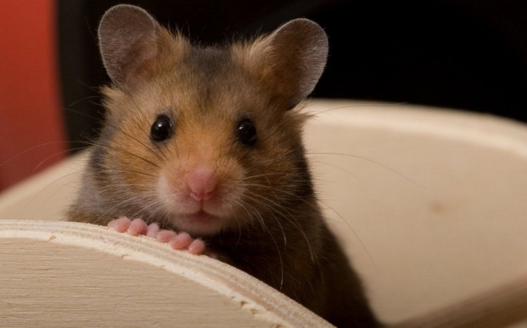 Hamster Theme screenshot #3