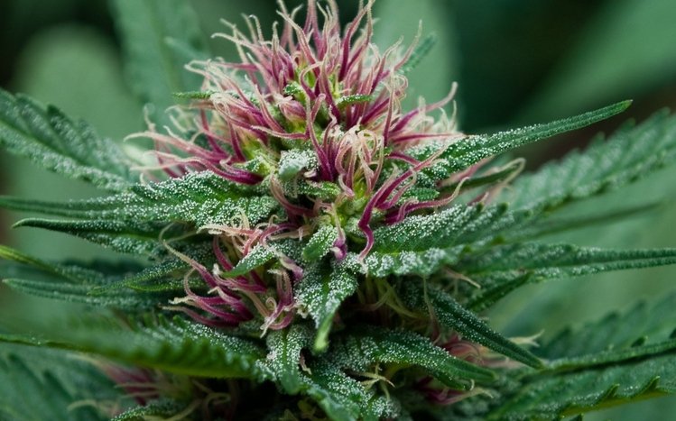 Weed Theme screenshot #17