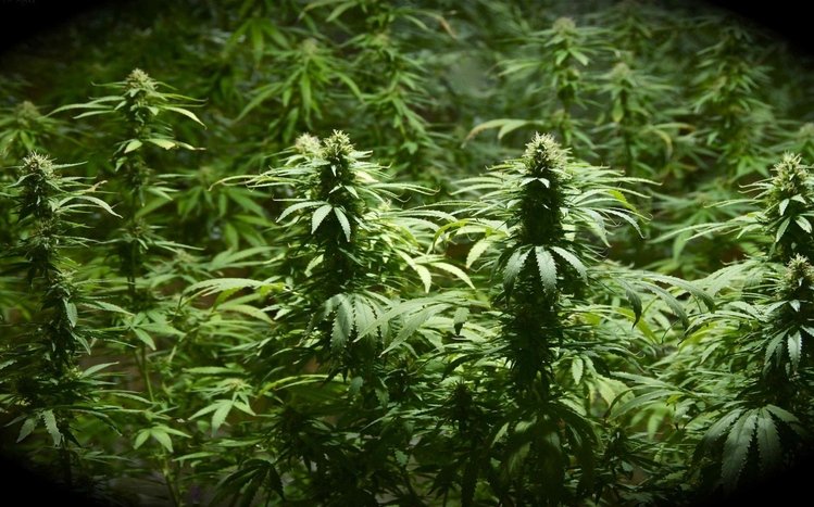 Weed Theme screenshot #20