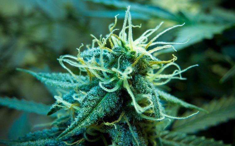 Weed Theme screenshot #21