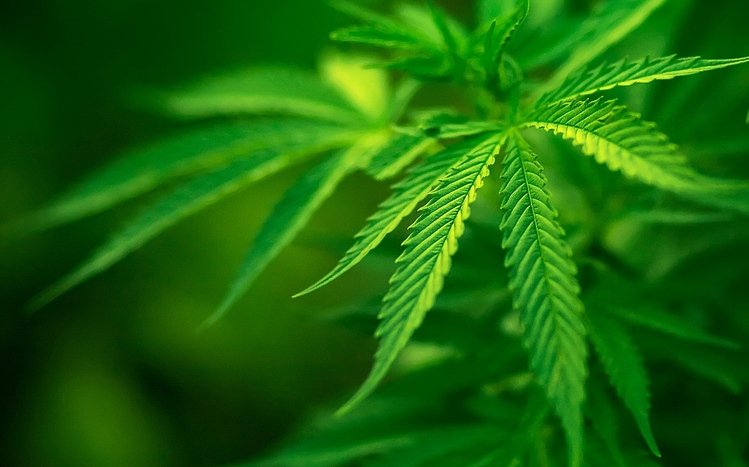 Weed Theme screenshot #25