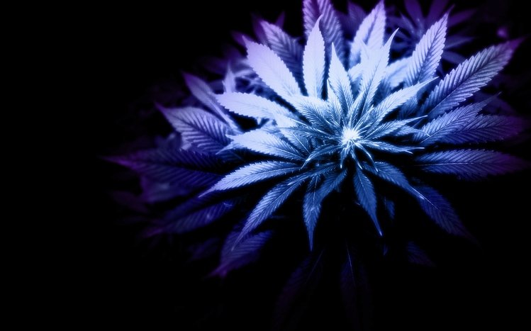 Weed Theme screenshot #5