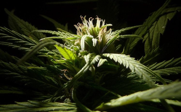 Weed Theme screenshot #6