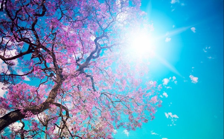 Spring Theme screenshot #1