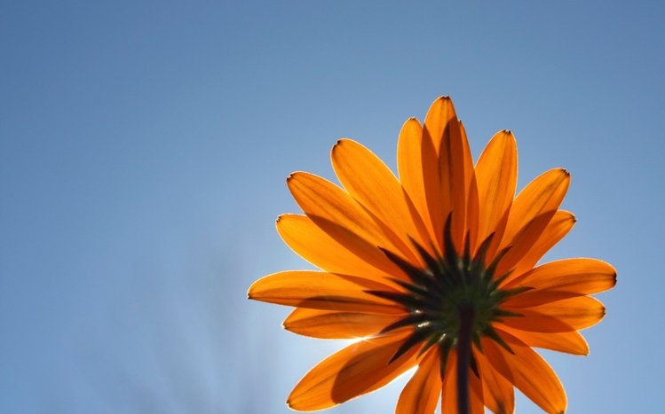 Spring Theme screenshot #10