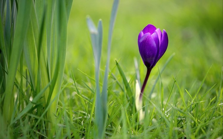 Spring Theme screenshot #15