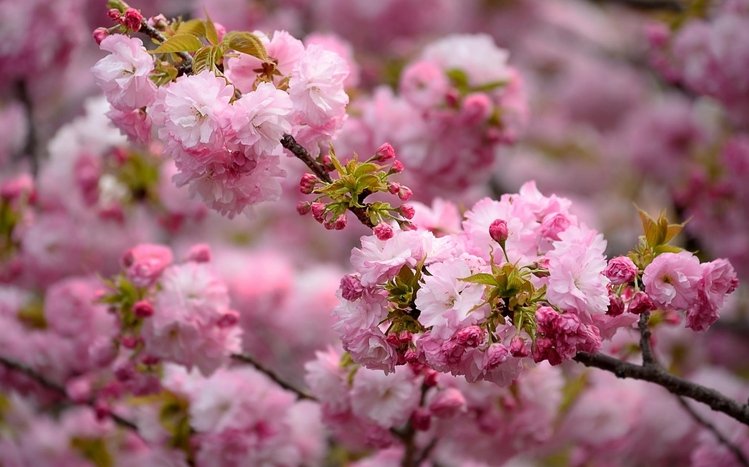 Spring Theme screenshot #3