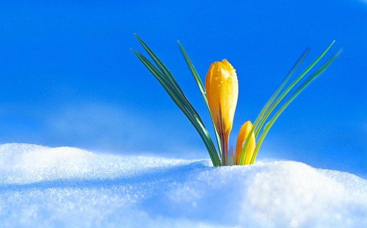 Spring Theme screenshot #4
