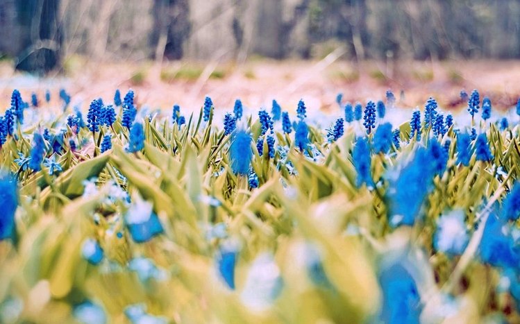 Spring Theme screenshot #5