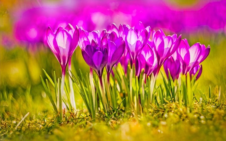 Spring Theme screenshot #7