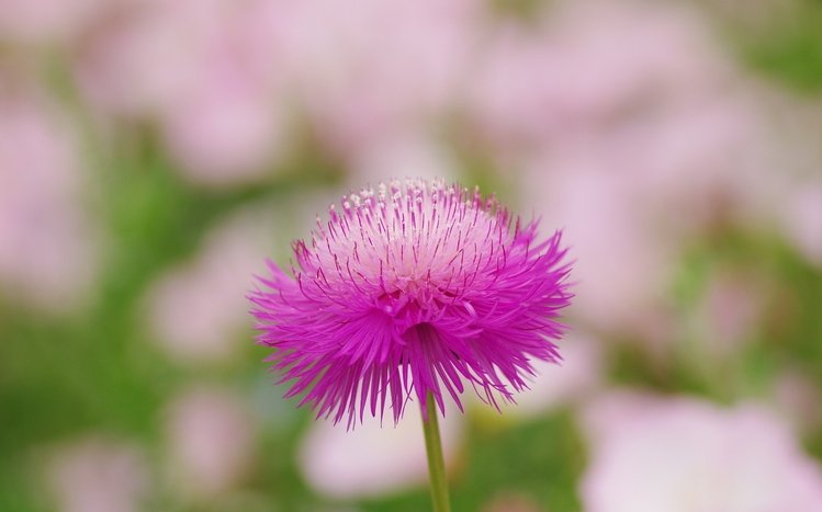 Flower Theme screenshot #17