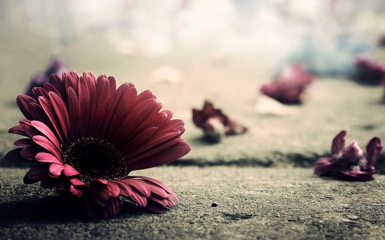 Flower Theme screenshot #18