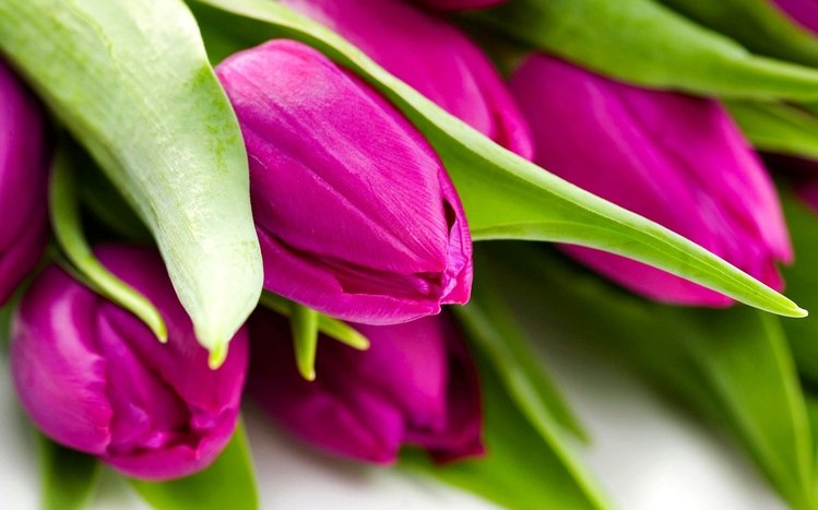 Flower Theme screenshot #4