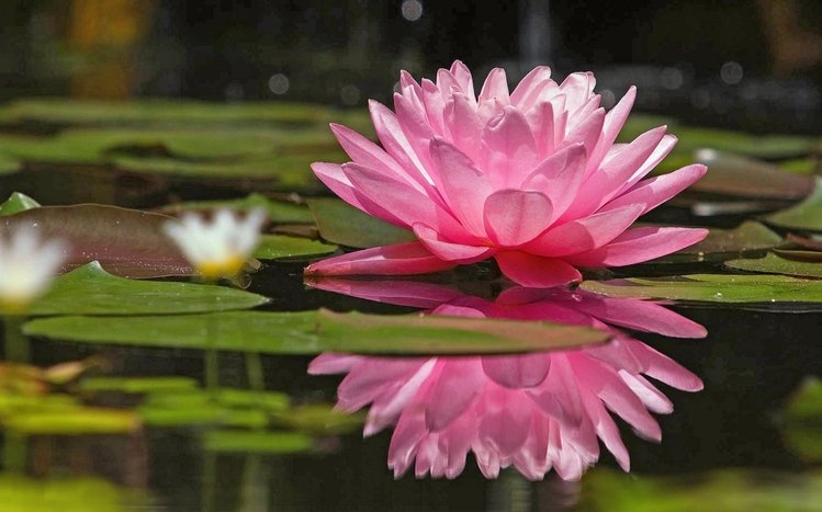 Flower Theme screenshot #7