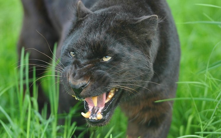 Black Panther Theme screenshot #18