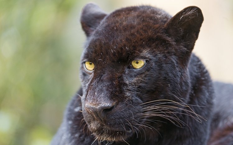 Black Panther Theme screenshot #19